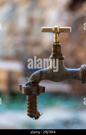 Ländliche Szene, Bienen trinken Wasser aus einem alten bronzenen Wasserhahn Stockfoto