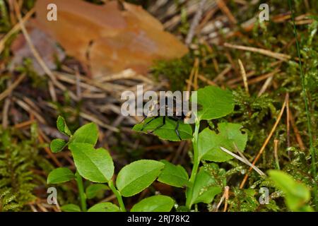 Volucella bombylans Familie Syrphidae Gattung Volucella Hummeln schweben fliegen wilde Natur Insektentapete Stockfoto