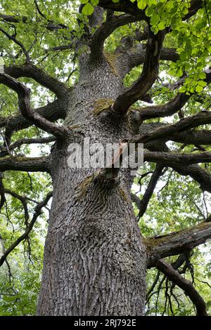 Majestätische Quercus robur gigantische Eiche im Schutzgebiet Augstroze Lielezers, North Vidzeme Biosphere Reserve, Lettland Stockfoto