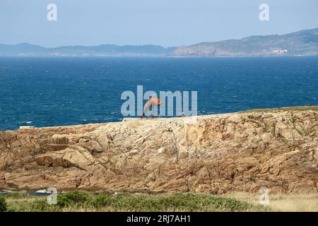 Küstenlandschaft mit der Muschelskulptur von Moncho Amigo aus COR-TEN-Wetterstahl Herminia Point A Coruña Galicien Spanien Stockfoto