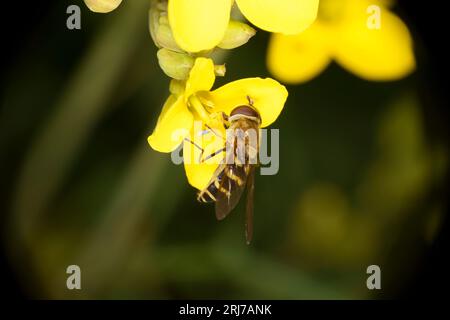 Syrphus ribesii Familie Syrphidae Gattung Syrphus gewöhnliche Blumenfliege wilde Natur Insektentapete Stockfoto