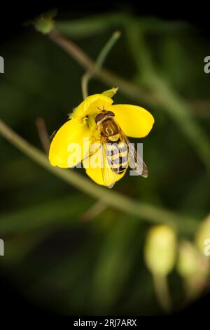 Syrphus ribesii Familie Syrphidae Gattung Syrphus gewöhnliche Blumenfliege wilde Natur Insektentapete Stockfoto