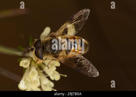 Eristalis tenax Familie Syrphidae Gattung Eristalis gewöhnliche Drohnenfliege Schwebefliegerin wilde Natur Insektentapete Stockfoto