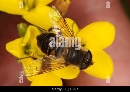 Eristalis tenax Familie Syrphidae Gattung Eristalis gewöhnliche Drohnenfliege Schwebefliegerin wilde Natur Insektentapete Stockfoto