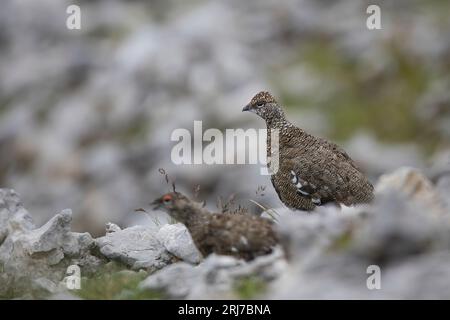 Alpenschneehuhn, Steinptarmigan, Lagopus muta Stockfoto