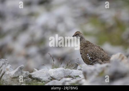 Alpenschneehuhn, Steinptarmigan, Lagopus muta Stockfoto