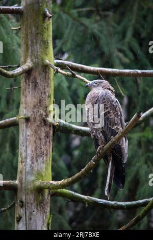 Wespenbussard - Weibchen, Europäischer Honigbussard - Weibchen, Pernis apivorus Stockfoto