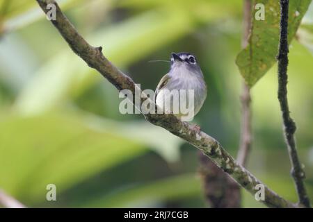 Pygmy-Tyrant mit schwarzer Kappe, San Cipriano, Choco, Kolumbien, Novembre 2022 Stockfoto