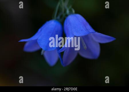 Campanula rotundifolia Harebell wilde Natur Blumenblüten Tapetenfotografie für Wohn- oder Küchenräume Stockfoto