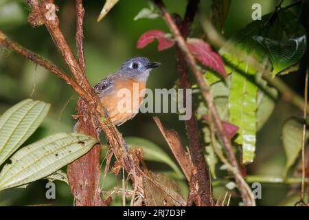 Antbird mit Kastanienrücken, RN San Cipriano, Choco, Kolumbien, November 2022 Stockfoto