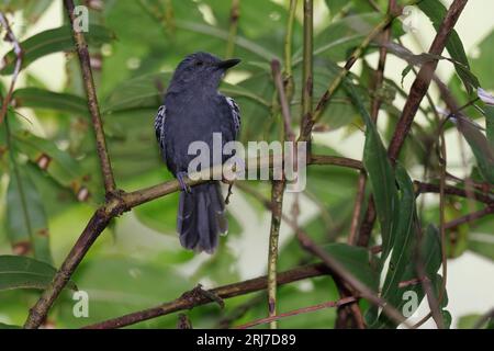 Schwarze Krone Antshrike, RN San Cipriano, Choco, Kolumbien, November 2023 Stockfoto