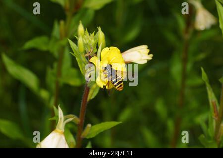 Sericomyia silentis Familie Syrphidae Gattung Sericomyia Gelbbarter Torf Hoverfly wilde Natur Insektentapete Stockfoto