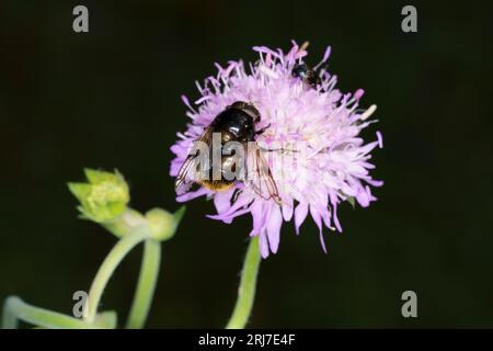 Volucella bombylans Familie Syrphidae Gattung Volucella Hummeln schweben fliegen wilde Natur Insektentapete Stockfoto