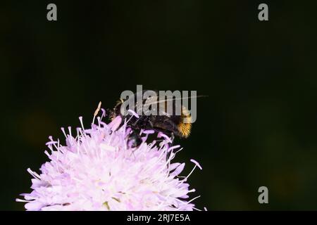 Volucella bombylans Familie Syrphidae Gattung Volucella Hummeln schweben fliegen wilde Natur Insektentapete Stockfoto