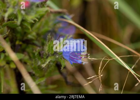 Echium vulgare Viper's Buggloss Blueweed Wild Nature Flower Interior Design Tapetenfotografie Stockfoto