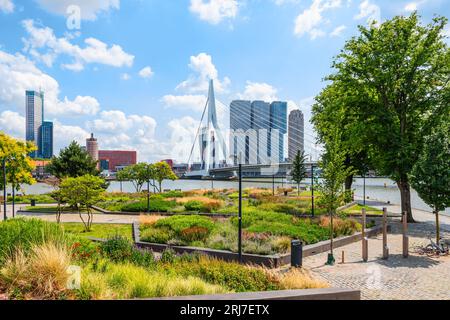 Rotterdam skyline and city park at the river. Stockfoto