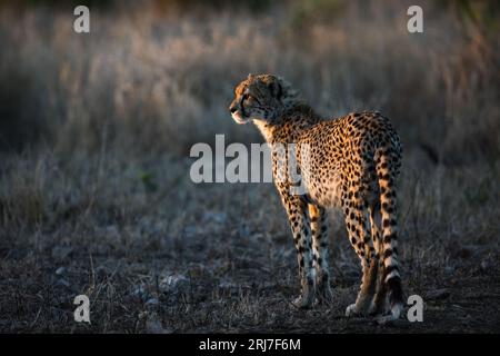 Gepard in Phinda Private Wildreservat Südafrika Ökotourismus Safari Stockfoto