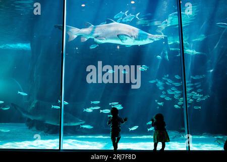 Silhouetten von Kindern im Cape Town Two Oceans Aquarium in Südafrika, mit Fischen, Haien und Schildkröten im Hintergrund, Meereslebewesen Stockfoto