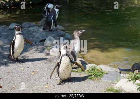 Eine Gruppe von Humboldt-Pinguinen, lateinisch spheniscus humboldti genannt, die am Seeufer stehen. Stockfoto