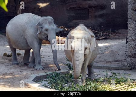 Zwei indische Elefanten, genannt Elephas maximus indicus, leben in Gefangenschaft. Stockfoto