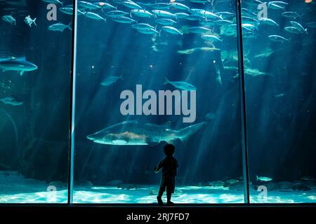 Silhouetten von Kindern im Cape Town Two Oceans Aquarium in Südafrika, mit Fischen, Haien und Schildkröten im Hintergrund, Meereslebewesen Stockfoto