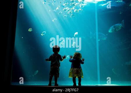 Silhouetten von Kindern im Cape Town Two Oceans Aquarium in Südafrika, mit Fischen, Haien und Schildkröten im Hintergrund, Meereslebewesen Stockfoto