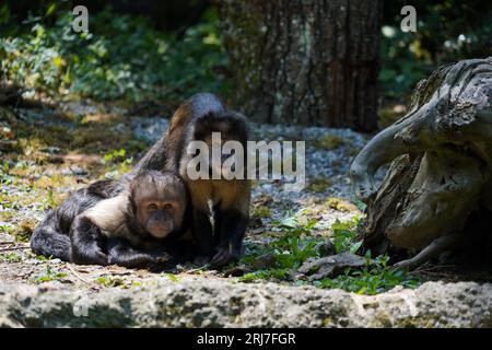 Zwei Goldbauchapuchinen, Affen, die im Lateinischen Sapajus xanthosternos oder cebus xanthosternos genannt werden. Stockfoto
