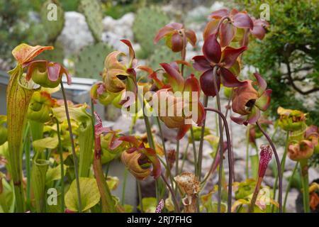 Blüten eines fleischfressenden Pflanzenkännchens, im lateinischen als sarracenia flava bekannt, der in einem botanischen Garten wächst. Stockfoto