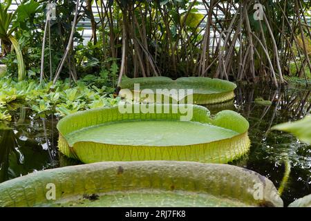 Blätter der Santa Cruz Seerose (lateinisch Victoria cruziana), die in einer Reihe auf einem Teich im botanischen Garten angeordnet sind. Stockfoto