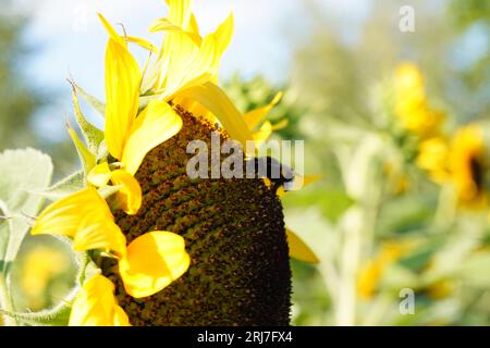 Blume einer Sonnenblumenkerne, jährlicher Zweig, in voller Blüte mit Hummel. Im Lateinischen heißt es Helianthus annuus. Stockfoto