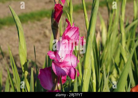 Gladiolus-Hybridblüten in heller Fuchsienfarbe, die in natürlichem Zustand auf einem Feld wachsen. Stockfoto