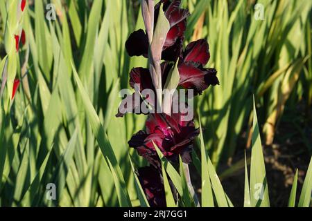 Dunkelrote Gladiolen-Hybridblüten, die in natürlichem Zustand auf einem Feld wachsen. Stockfoto