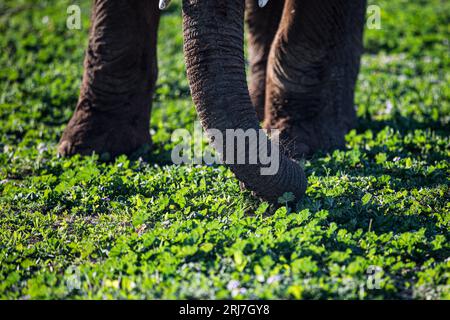 Elefanten Streifen durch den Addo Elephant Park im östlichen kap Südafrika Natur Ökotourismus Industrie Gastfreundschaft Reisen Stockfoto