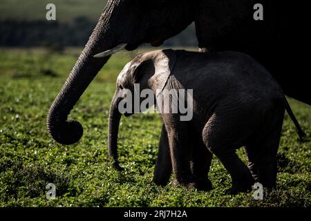 Elefanten Streifen durch den Addo Elephant Park im östlichen kap Südafrika Natur Ökotourismus Industrie Gastfreundschaft Reisen Stockfoto