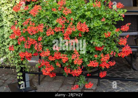 Rote Geranien auf der Straße. Blühendes pelargonium im Blumenbeet. Balkon mit Sommerfenster und Straßendekor. Pflanzenbusch. Gartenhintergrund. Blütenblüte. Gartenbau und Gartenbau. Stockfoto