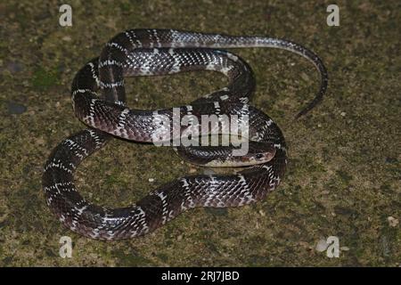 Eine nächtliche Landstreifenwurzel (Bungarus caeruleus) Stockfoto