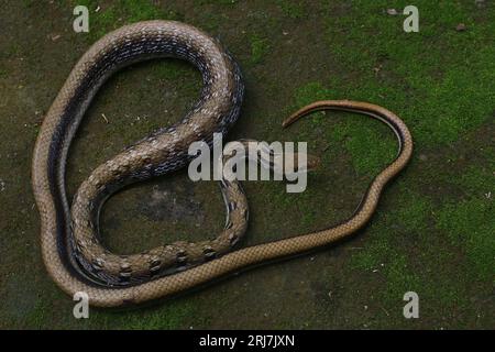 Eine nichtgiftige Landkolubrid und eine der alten Rattennakes, Common Trinket Snake (Coelognathus helena helena) Stockfoto