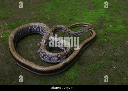 Eine nichtgiftige Landkolubrid und eine der alten Rattennakes, Common Trinket Snake (Coelognathus helena helena) Stockfoto