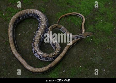 Eine nichtgiftige Landkolubrid und eine der alten Rattennakes, Common Trinket Snake (Coelognathus helena helena) Stockfoto