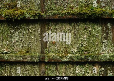 Alte Holzwand mit Schimmel, Moos und Flechten bedeckt Stockfoto