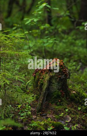 Alter Moosstumpf, bedeckt mit Pilzen in der geheimnisvollen Dämmerung des Waldes Stockfoto