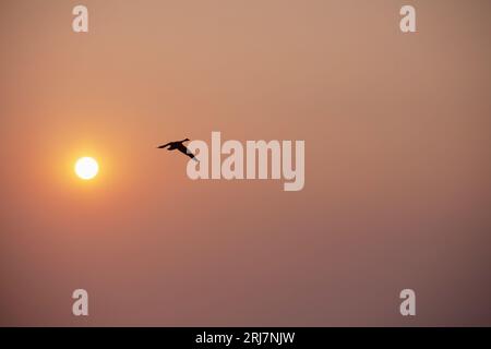 Rauchiger Sonnenaufgang durch westliche Waldbrände, Oak Bay, British Columbia Kanada. Stockfoto