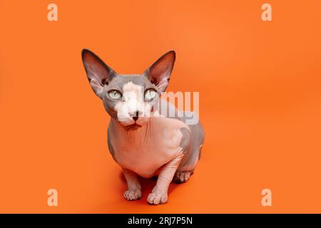 Porträt aufmerksame sphynx Katze liegend mit Blick auf die Kamera. Isoliert auf orangefarbenem Hintergrund Stockfoto