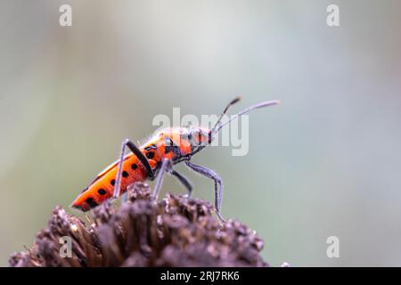 Nahaufnahme eines Zimtkäfers (Corizus hyoscyami) Stockfoto