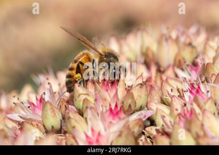 Nahaufnahme einer Honigbiene auf Sedum „Matrona“ Stockfoto