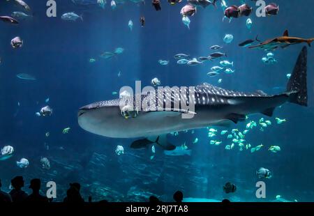 Walhai im Georgia Aquarium Stockfoto