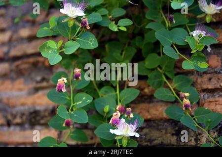 Nahaufnahme einer Kapernpflanze mit Blättern und weißen Blüten, mit Ziegelmauerwerk im Hintergrund Stockfoto