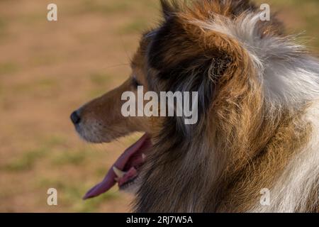 Side face of Sheltie in a Dog Park Stock Photo