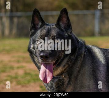 Glücklicher norwegischer Elchhund in einem Hundepark Stockfoto