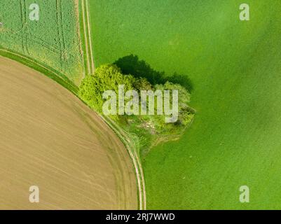 Drohnenschuss von kleinen Bullen im Freiland Bayerns Stockfoto